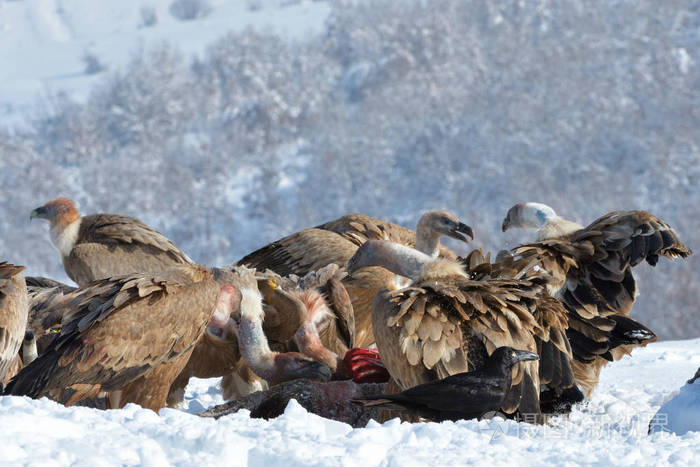 鹫秃鹫在冬季进食