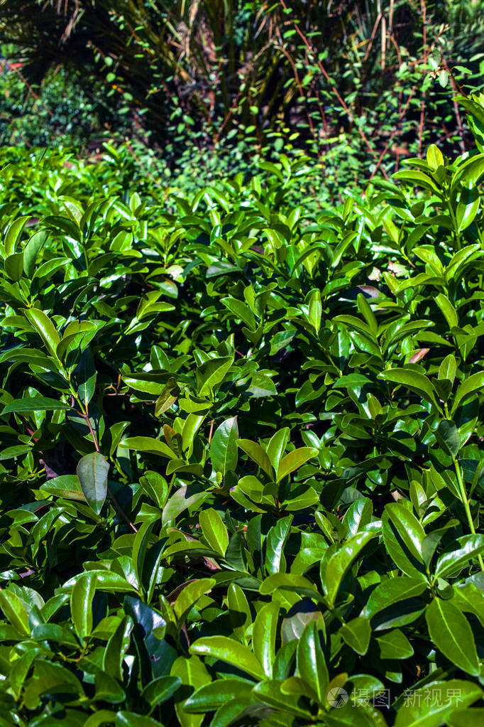 绿树丛作为自然背景图像绿叶伴有晨光阳光