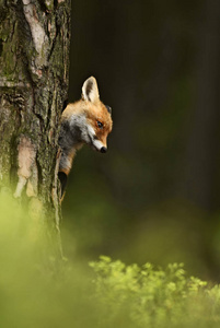 欧洲森林的红狐狸。 打猎。