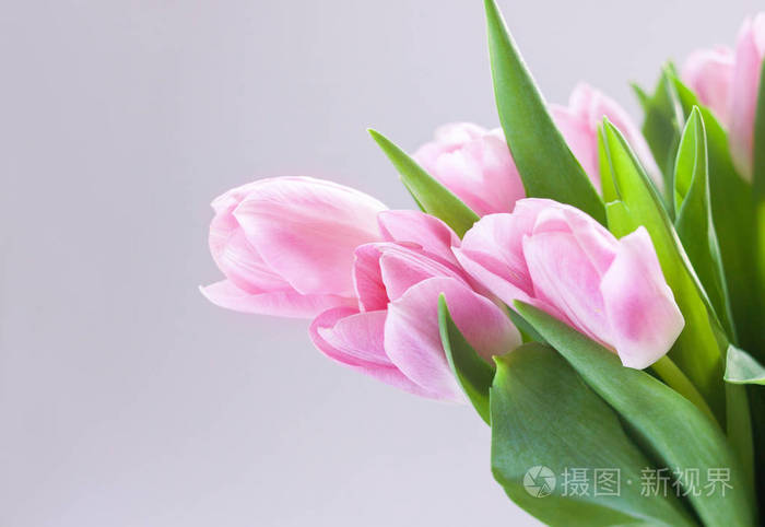 粉红色的郁金香花束花在灰色背景上接近