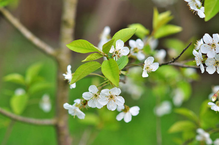 在春天开花树