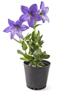 白色背景下分离的花盆中的桔梗或向日葵的紫罗兰花。 夏季开放的紫桔梗气球花
