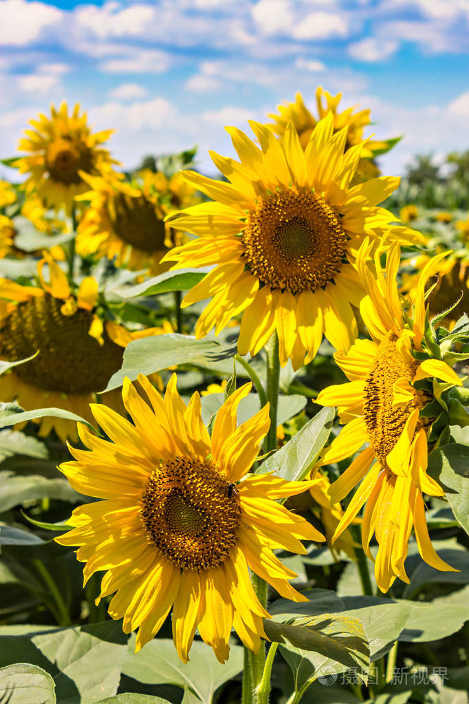 向日葵在夏天的蓝天和明亮的太阳灯光下
