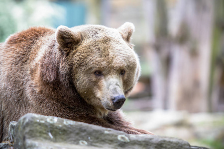 柏林动物园德国柏林动物园的灰熊照片