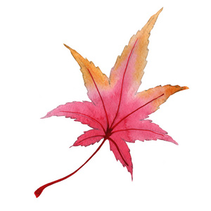 枫秋叶在手绘水彩风格中的分离