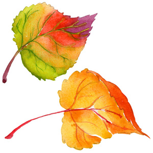 用手绘水彩风格分离杨树秋叶照片