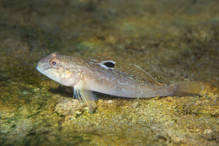 广安里海水圆形虎 (neogobius melanostomus) 水下摄影照片