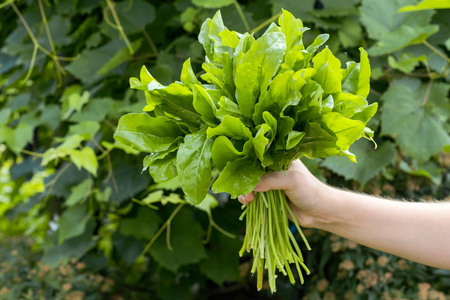 新鲜有机雪叶或菠菜在女性手中。