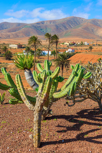 西班牙费特文图拉岛山区景观中的仙人掌植物