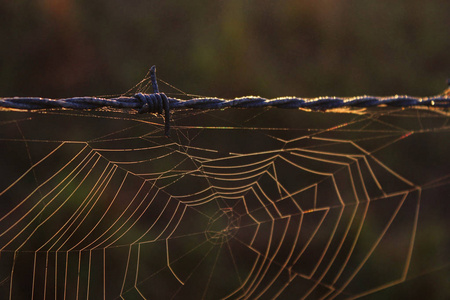 蜘蛛网在铁丝网上的蜘蛛网络的宏观自然摄影栅栏用铁丝网上的明亮日落