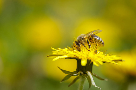 蜜蜂在树状花上收集花粉