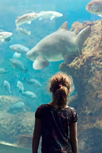 小女孩在水族馆看异国情调的鱼