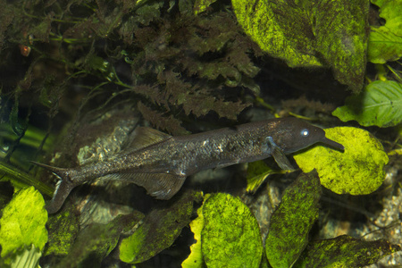  elephantnose fish, elephantnose fish, longnosed elephant fish