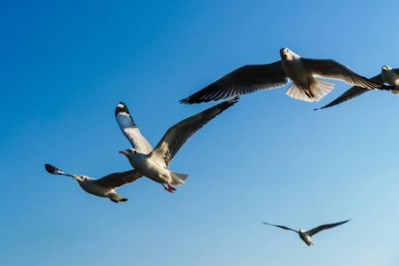 蓝天上飞翔的海鸥群