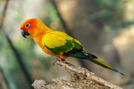 美丽多彩的太阳 conure 鹦鹉鸟在树枝上