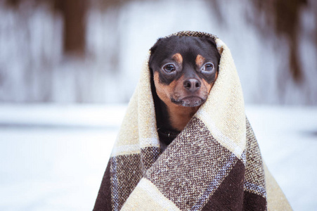 一只在冬天森林里裹着格子花呢的狗。禅, 禅, 哟