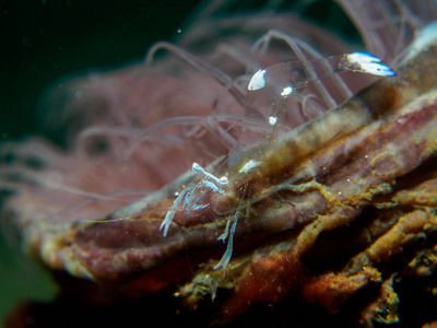 海葵上的小虾图片