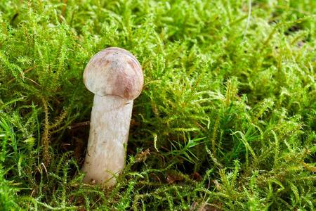 真菌 Leccinum cyaneobasileucum