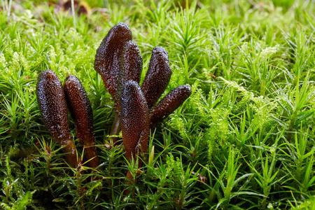 tolypo真菌 elaphocordyceps ophioglossoides照片