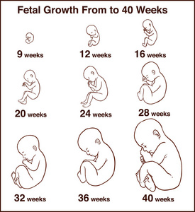 胚胎发育。妊娠 vecto 的人胎儿生长阶段