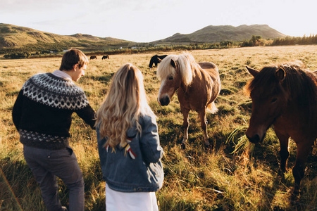 一对年轻夫妇在田里喂漂亮的马