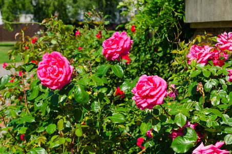 花园里的一丛玫瑰