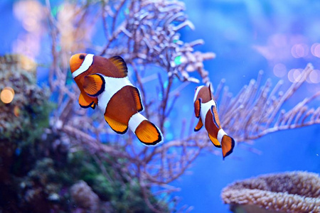 以暗礁为背景的水族箱中的蓝鱼照片