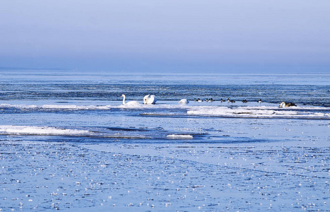 爱沙尼亚Harjuma的Rannamoisa浮冰之间的哑天鹅