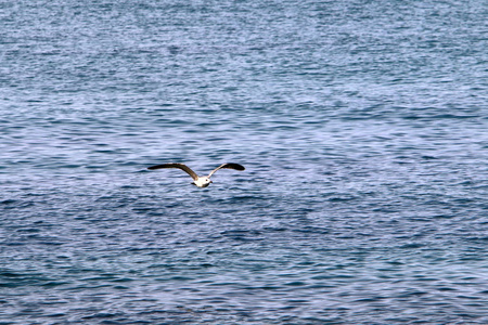 海鸥坐在以色列北部地中海沿岸