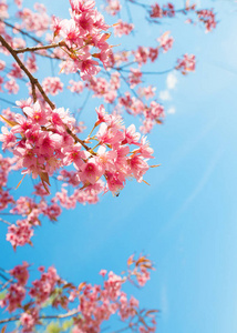 春天美丽的樱花樱花。 樱花树花在蓝天上。
