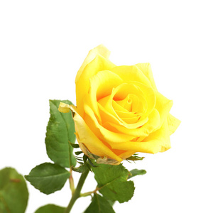 孤立的黄玫瑰
