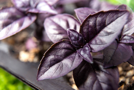 紫罗兰叶摄影图-紫罗兰叶图片大全-紫罗兰叶照片-摄图新视界