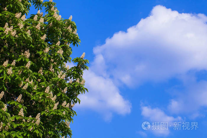一朵云在蓝天上绽放着白栗