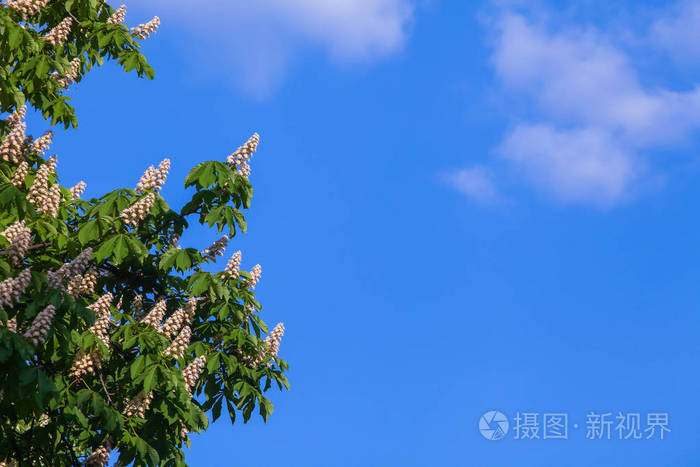 一朵云在蓝天上绽放着白栗