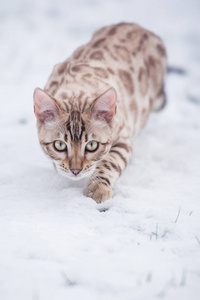 白色孟加拉在雪白色大老虎虎底格里斯河豹猫走在白色的隔离白虎虎底