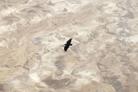 在朱迪安沙漠上方的一个伟大的高度一个黑色的乌鸦徘徊