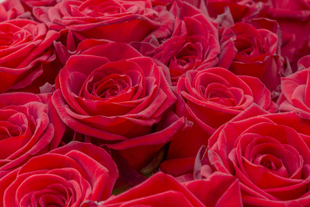 一个新鲜的红玫瑰特写。一大束红玫瑰。玫瑰花图案