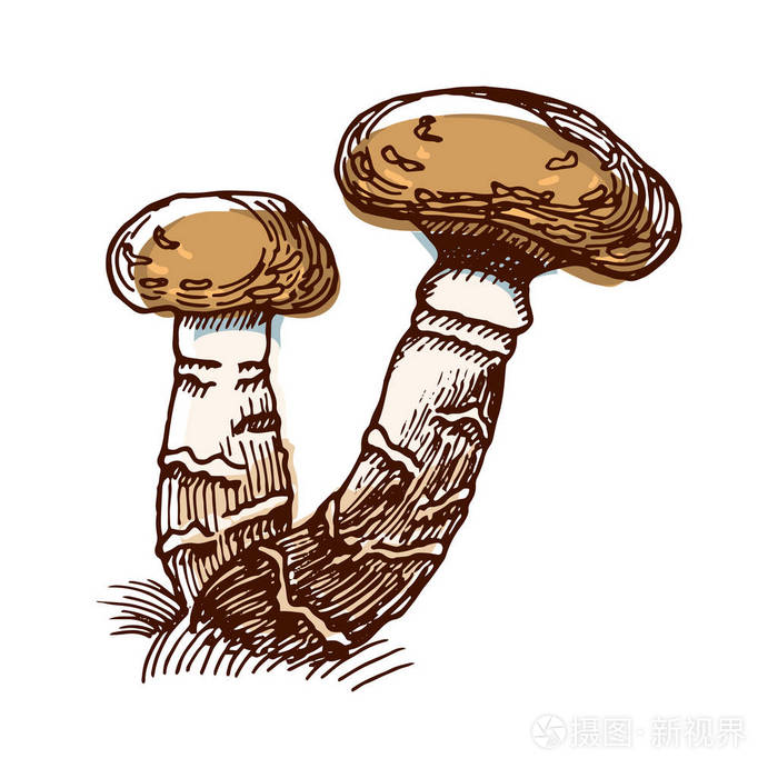 蜜木耳彩色素描插画-正版商用图片10yip1-摄图新视界