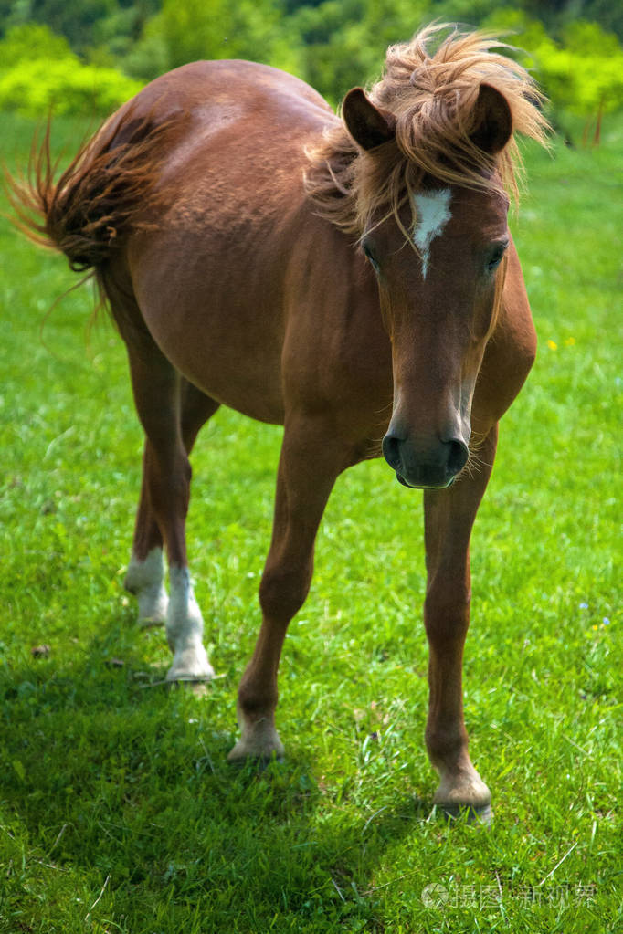 褐马吃在绿色多汁的牧场上