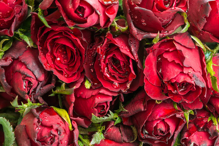 关闭自然红玫瑰和水滴背景。作为情人节的背景, 婚礼的日子, 象征着瓦伦丁节