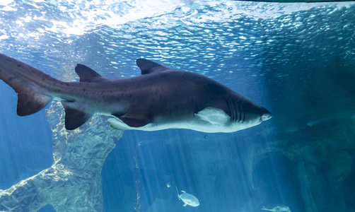 危险和巨大的鲨鱼在海中游动图片