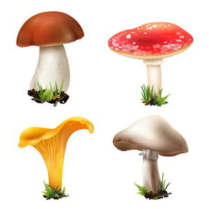 现实森林蘑菇汇集