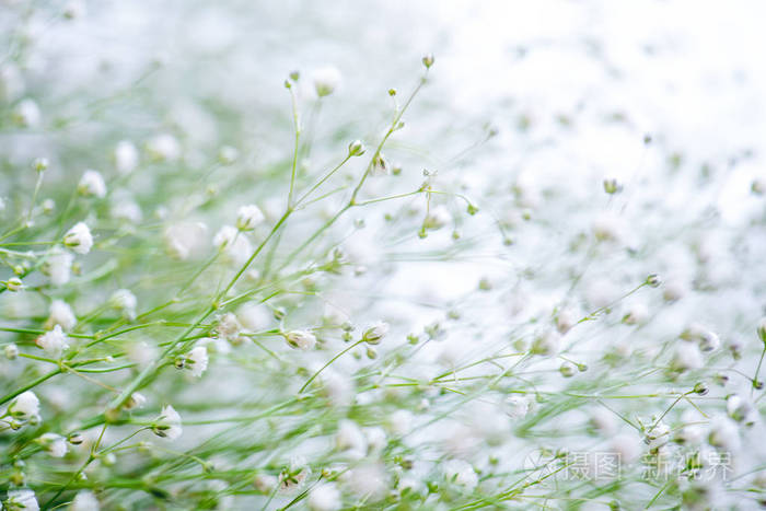 白花春背景