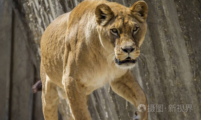 母狮雄狮休息野生动物哺乳动物棕色皮毛