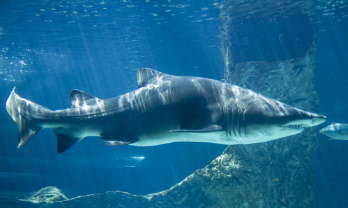 危险和巨大的鲨鱼在海中游动图片