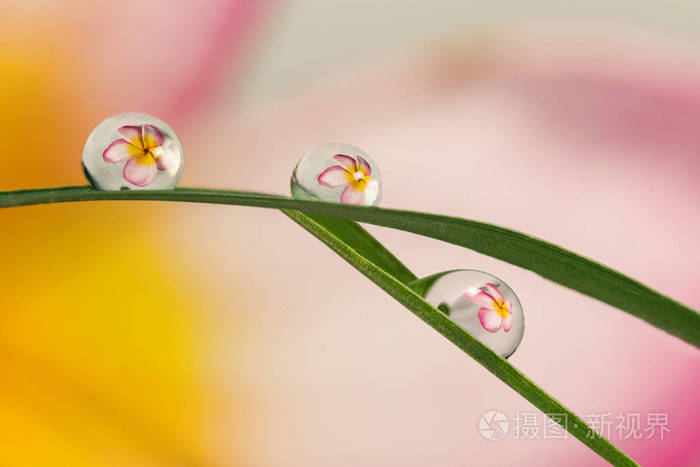 水滴中的折射花照片 正版商用图片10yqor 摄图新视界