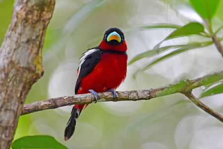 魣鳕黑色和红色魣鳕鸟照片