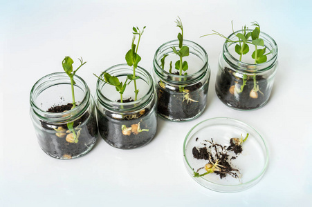 转基因植物的生物实验室照片