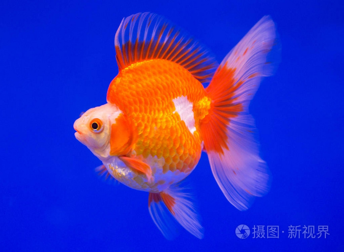 Ryukin 金鱼在蓝色的背景照片 正版商用图片10ywsz 摄图新视界 Ryukin 金鱼在蓝色的背景照片 正版商用图片10ywsz 摄图新视界