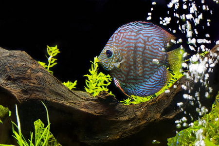 铁饼 七彩, 多彩鲷在水族馆